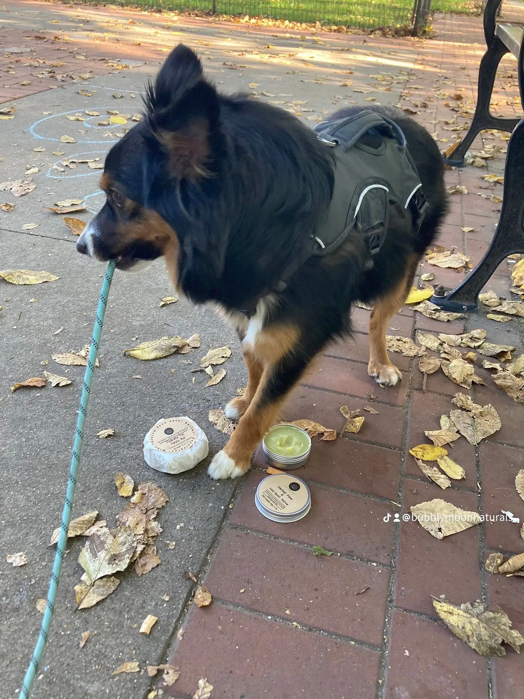 Herbal Pet Salve