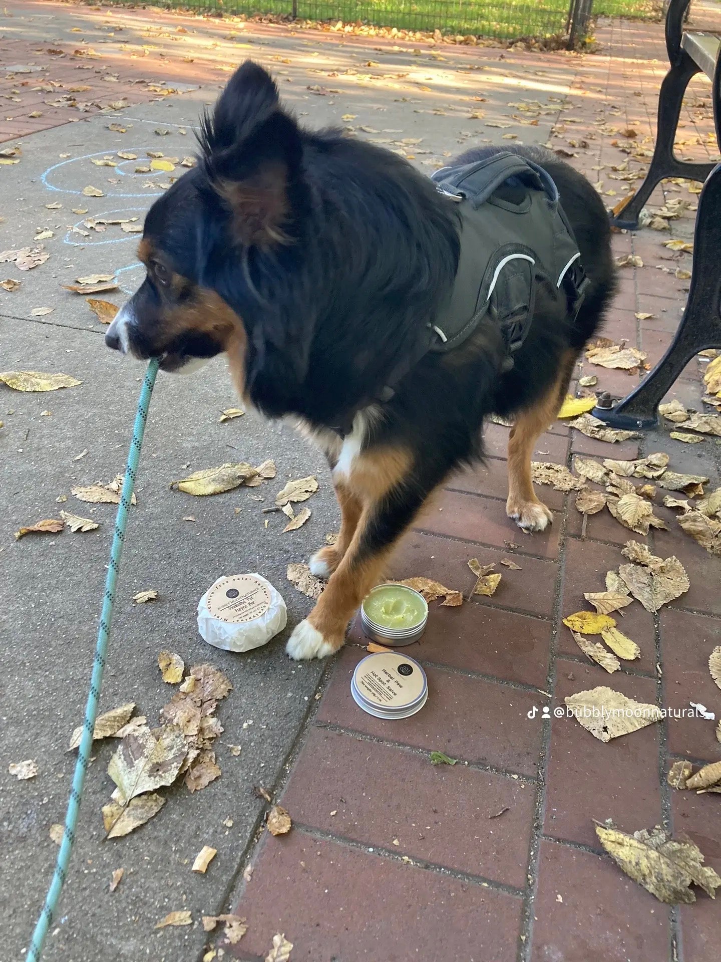 Herbal Pet Salve