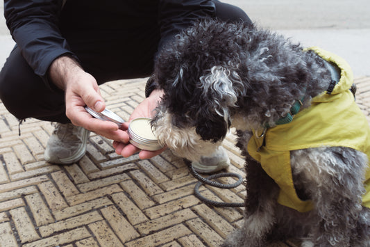 Person allowing a small dog wearing a yellow raincoat on a textured pavement to sniff Herbal Paw & Hot Spot Salve made by Bubbly Moon Naturals